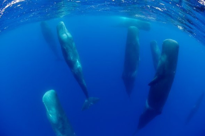 Ilustrasi paus sperma tidur di dalam air.