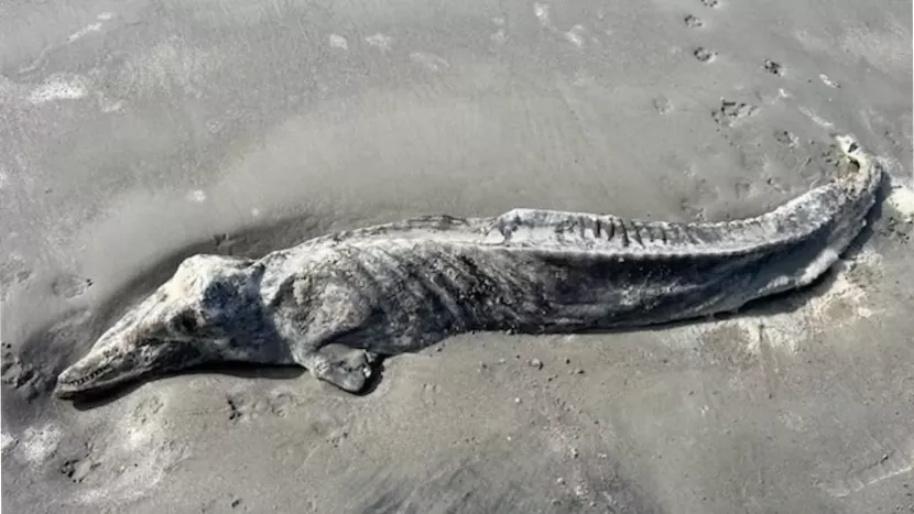 Bangkai lumba-lumba hidung botol yang telah kering ditemukan di dekat Pulau Hilton Head di Carolina Selatan pada 14 Januari 2024. (Kredit gambar: Lowcountry Marine Mammal Network)