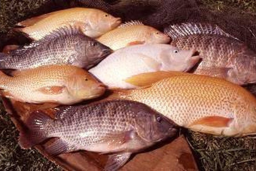 Tilapia atau ikan nila (ilustarasi). KKP optimistis tilapia akan menjadi primadona pasar dunia