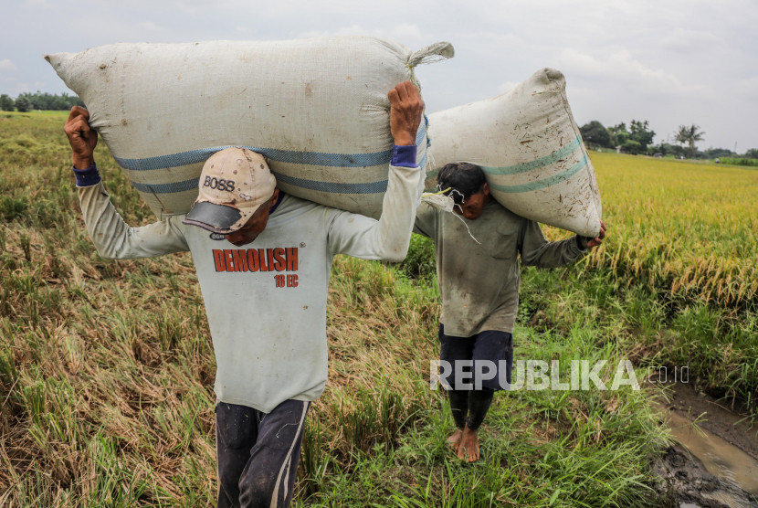 Para petani sedang membawah gabah hasil panen. (Foto: Dok. Republika.co.id)