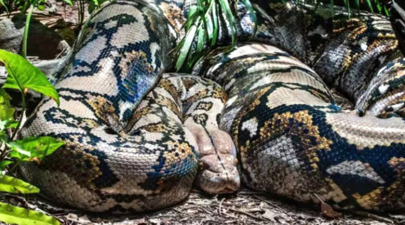 Spesies yang baru ditemukan ini kini menyandang gelar ular terbesar dan terberat yang pernah tercatat.