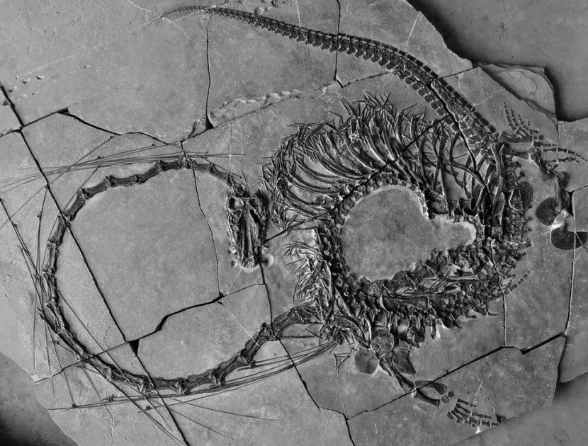 Fosil Dinocephalosaurus. (Museum Nasional Skotlandia)