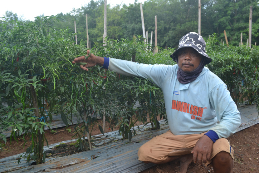 Kamso dan 12 ribu batang cabainya. (Foto: SumatraLink.id/Mursalin Yasland)