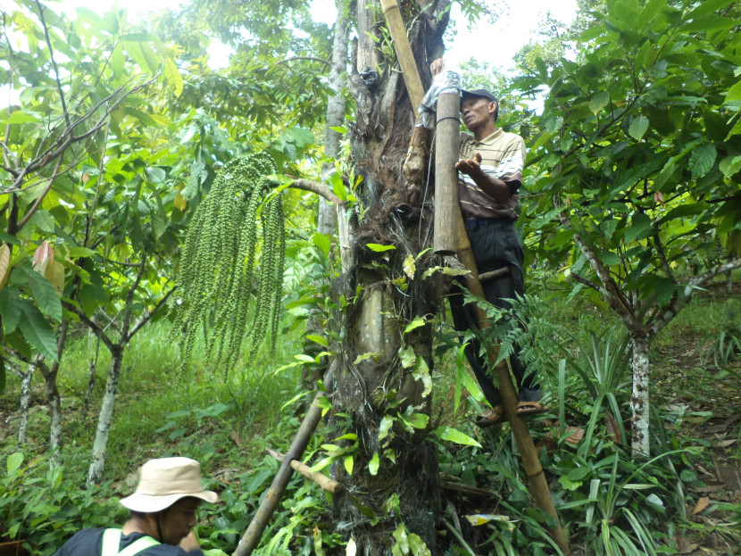 Warga mengambil air nira di hutan Gunung Betung untuk membuat gula aren. (Foto: SumatraLink.id/Mursalin Yasland) 