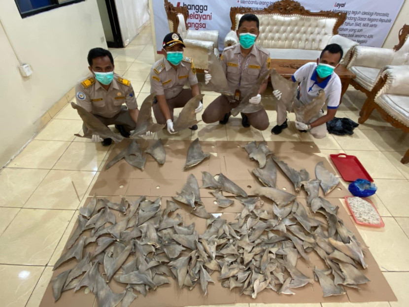 Penyelundupan sejumlah potongan sirip Ikan Hiu asal Medan tujuan Jawa Timur digagalkan di Pelabuhan Bakauheni, Lampung, Selasa (5/3/2024). (Foto: Dok. BKP Lampung)