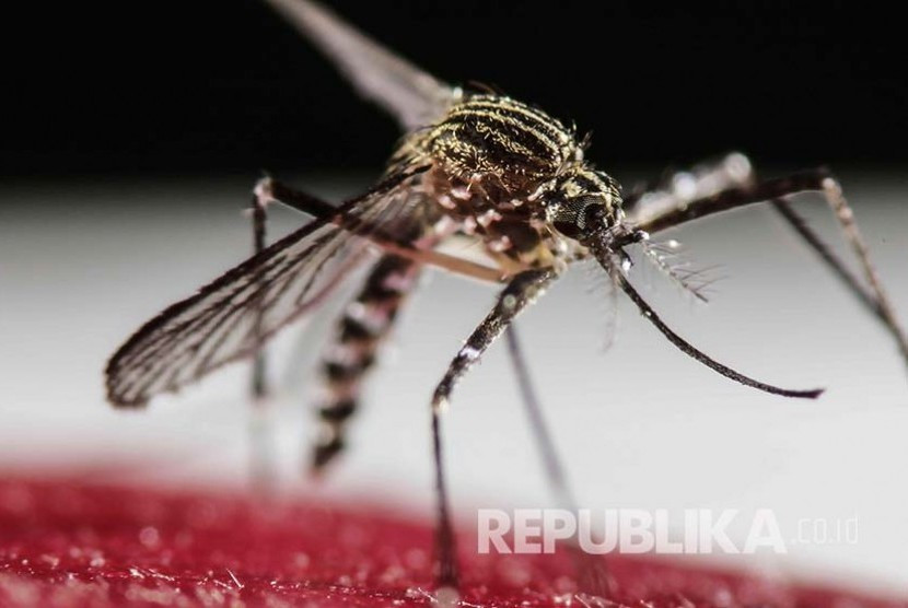 Brasil menyebarkan nyamuk Aedes aegypti untuk melawan darurat penyakit demam berdarah (ilustrasi). Gambar: Republika