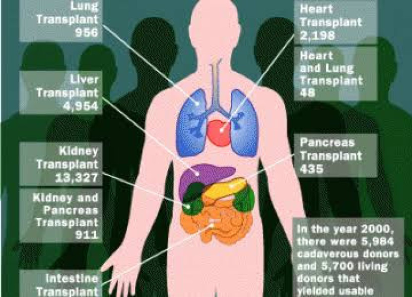 Ilustrasi organ tubuh manusia. Dok republika