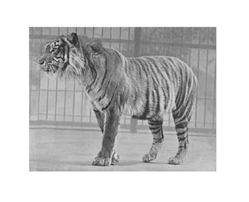 Harimau Jawa. Keberadaan harimau jawa sampai kini masih misterius, meski sudah dinyatakan punah tetapi banyak pihak percaya 