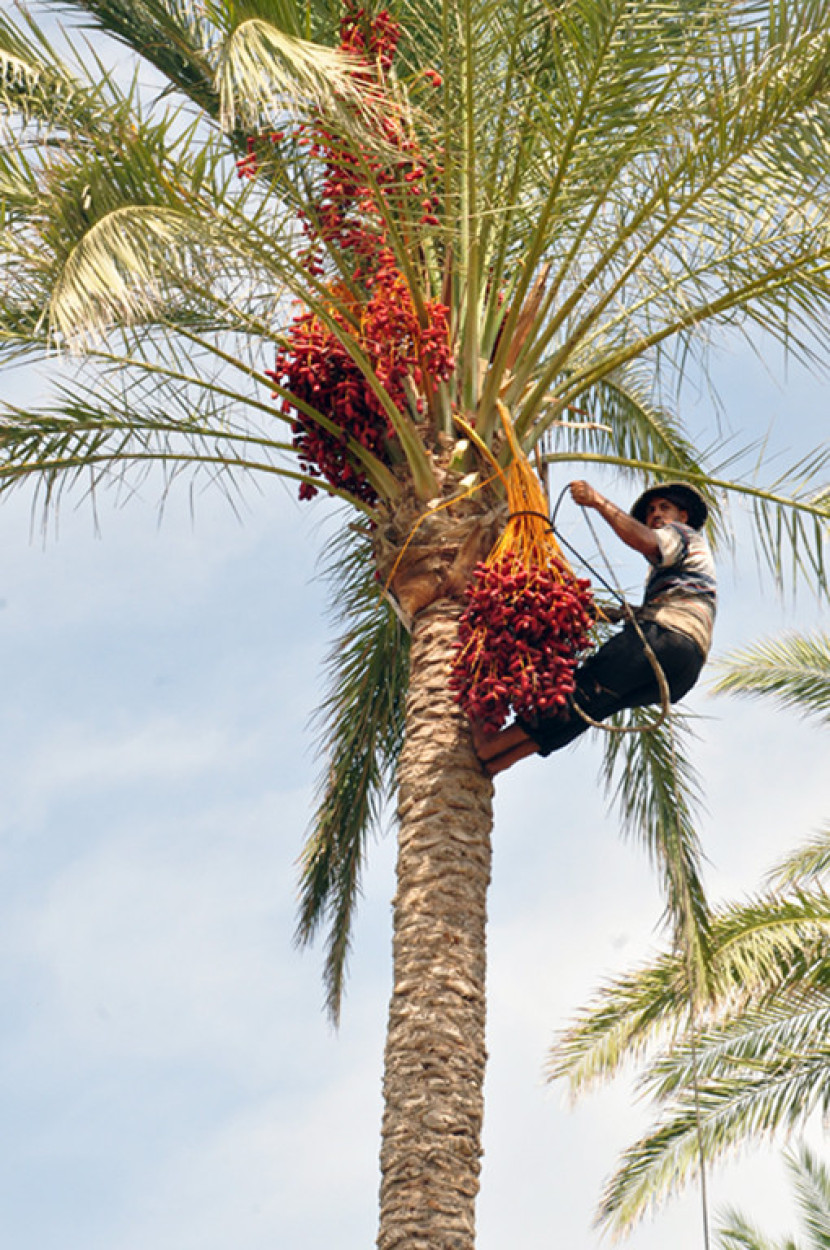 Memanen buah kurma di Taman Istana Montazah, Mesir. (FOTO: Maspril Aries)