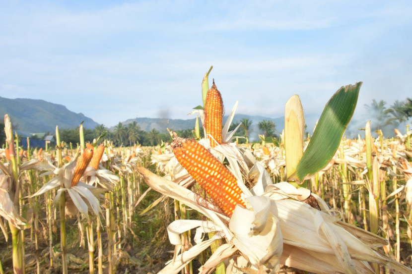 Panen jagung. (Dok Kementan)