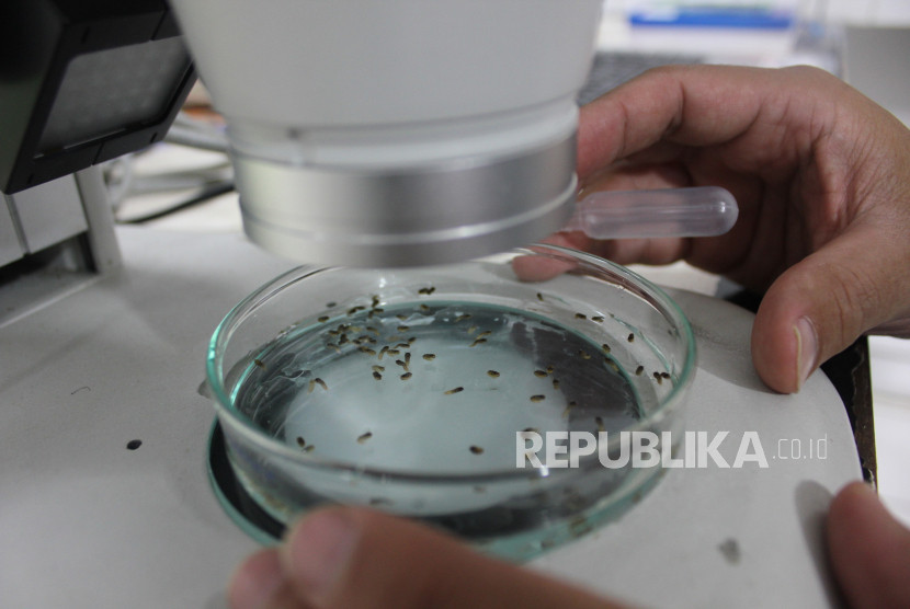 Peneliti Badan Riset dan Inovasi Nasional (BRIN) mengamati pupa jantan nyamuk Aedes aegypti yang hendak dimandulkan. Gambar: Republika