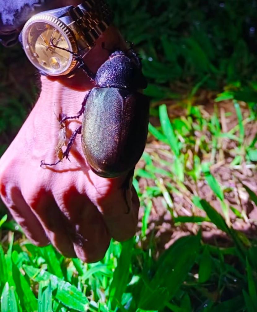 Kumbang Bercula di buru dua pencinta alam asal Jepang di Hopeland Camp Bogor. (Foto: Hendrata Yudha)