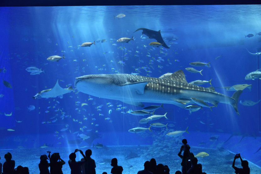 Osaka Aquarium Kaiyukan, sumber gambar: Japan Travel. 