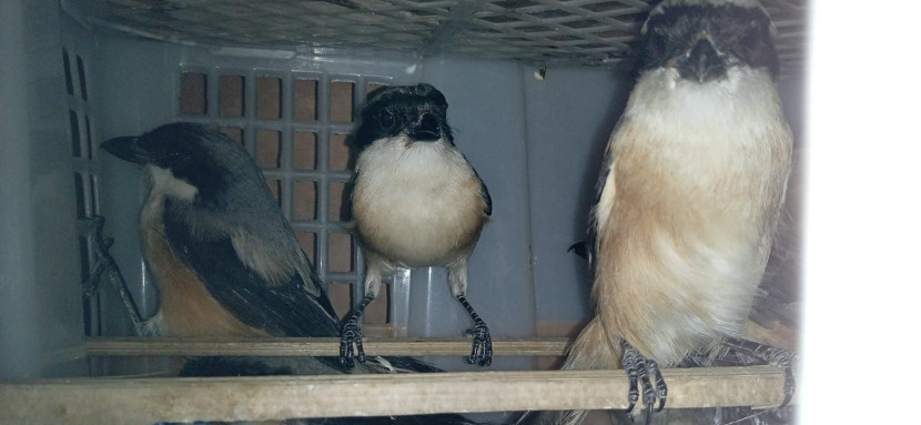 Ribuan burung selundupan dimasukan dalam keranjang plastik. (Foto: Dok BKP Lampung) 