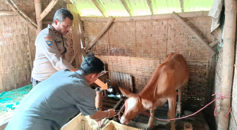 Pria di Jember curi sapi milik calon mertua (Foto: Dok Polsek Bangsalsari) 