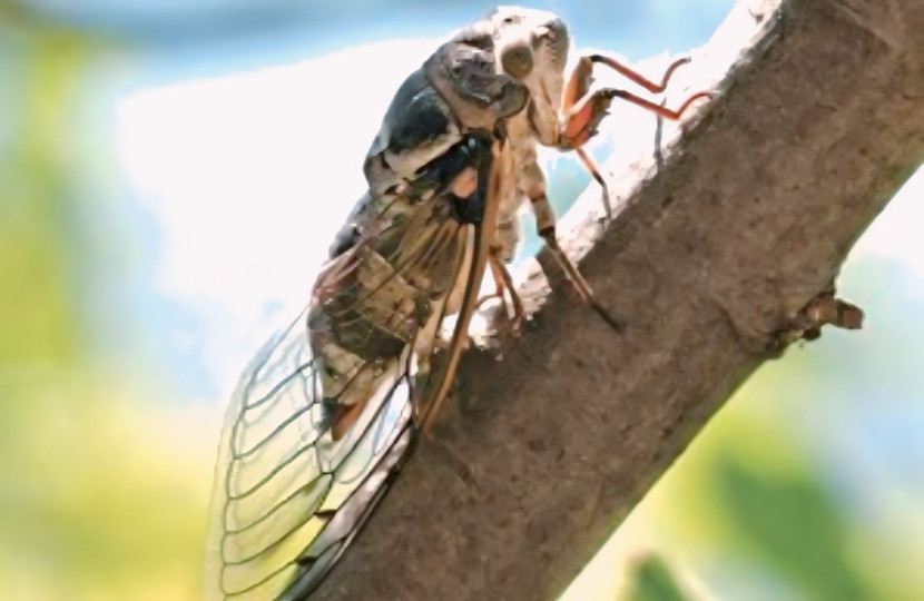 Jangkrik buang air kecil dengan aliran air yang kuat yang dahulu dianggap mustahil bagi serangga seukuran mereka/Shutterstock