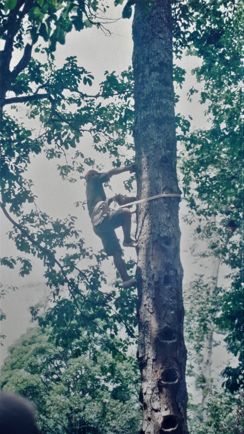 Seorang petani di Kecamatan Pesisir Selatan, Kabupaten Pesisir Barat, sedang memanjat pohon damar untuk mengambil getah damar. (Foto: SumatraLink.id/Mursalin Yasland)