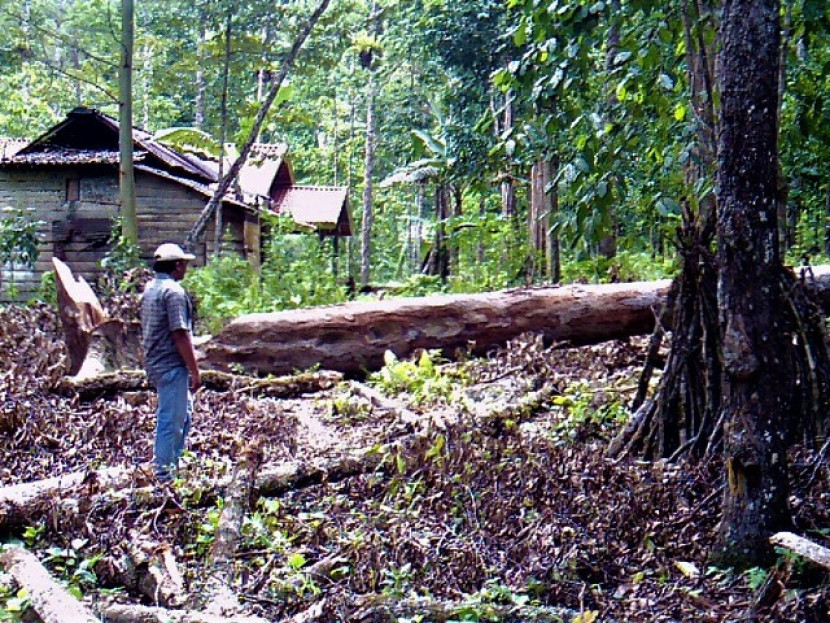 Warga terpaksa menebang pohon damar warisan nenek moyang. (Foto: SumatraLink.id/Mursalin Yasland)