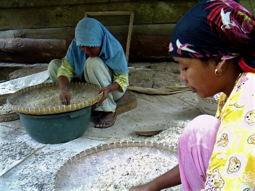 Para ibu rumah tangga sedang memilah getah (resin) pohon damar. (Foto: SumatraLink.id/Mursalin Yasland)