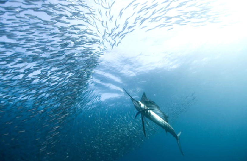 Sailfish/Foto: jidanchaomian