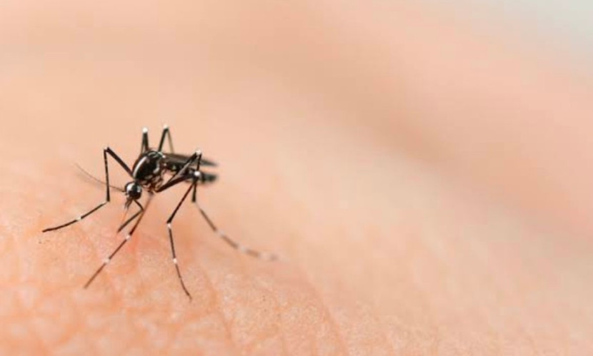 Nyamuk Aedes, penyebab penyebaran penyakit DBD. (Foto: Dok Ruzka Indonesia)