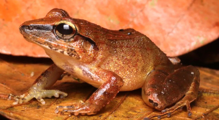 Katak kecil ini terlihat lucu, suaranya sangat bagus/igorgerolineto melalui iNaturalist (CC BY-NC)