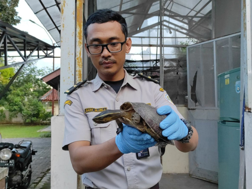Petugas Balai Karantina Indonesia (Barantin) mengamankan puluhan kura kura ambon di Pelabuhan Bakauheni, Lampung, Ahad (21/4/2024). (Foto: Dok. Barantin)