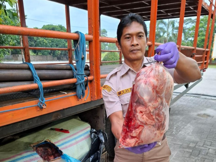 Petugas menggagalkan penyelundupan ratusan kilogram daging celeng di Pelabuhan Bakauheni, Lampung, Jumat (24/4/2023). (Foto: Dok. BKP Lampung)