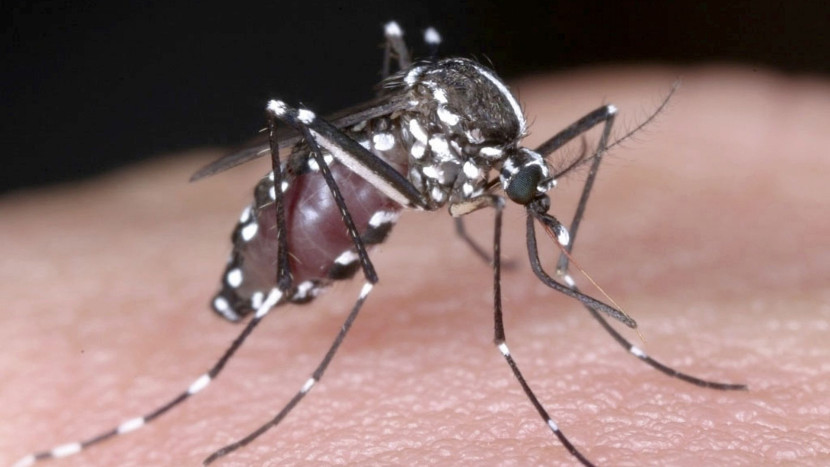Nyamuk Aedes Aegypti. Gambar: AP