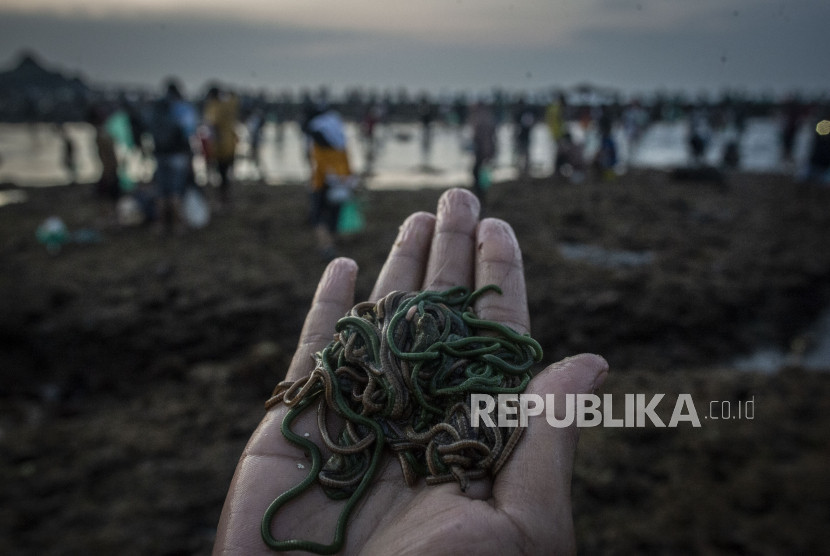 Ilustrasi; cacing tanah pun bertasbih dan memuji Allah SWT. Sumber: (Republika)