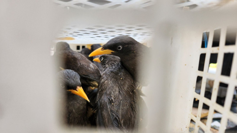 Ribuan burung berbagai jenis akan diselundukan dari Lampung ke Bandung, Sabtu (4/5/2024). (Foto: Dok BKP)