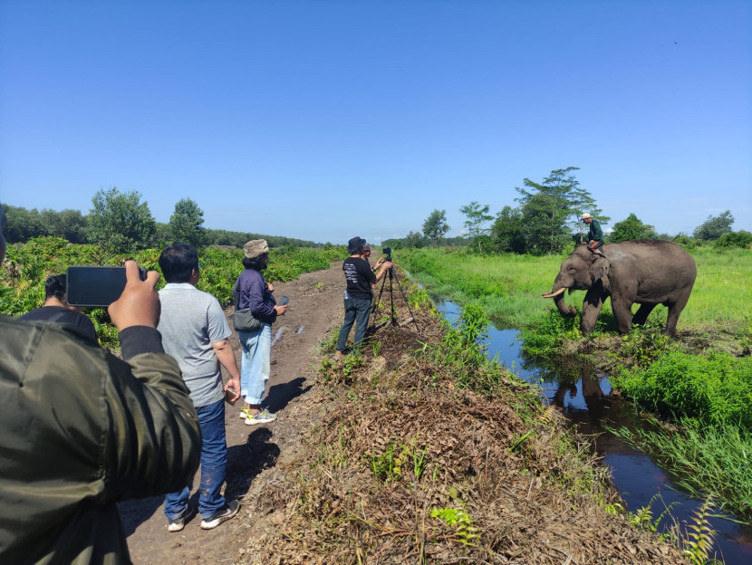 Gajah di Pusat Latihan Gajah (PLG) Sub Padang Sugihan. (FOTO: Dok. Puskass)