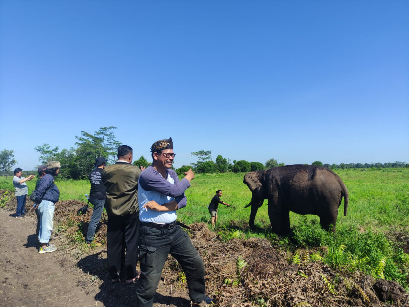 Gajah di Pusat Latihan Gajah (PLG) Sub Padang Sugihan. (FOTO: Dok. Puskass)