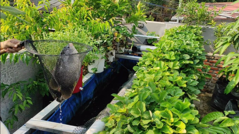 Permakultur skala rumah tangga Sumber:FIFARM
