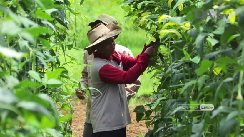 Petani Organik Sukabumi Sumber:DAAITV