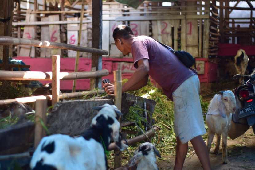 Salah satu peternakan kambing hewan kurban di Kota Bandar Lampung. (Foto: SumatraLink.id/Mursalin Yasland)
