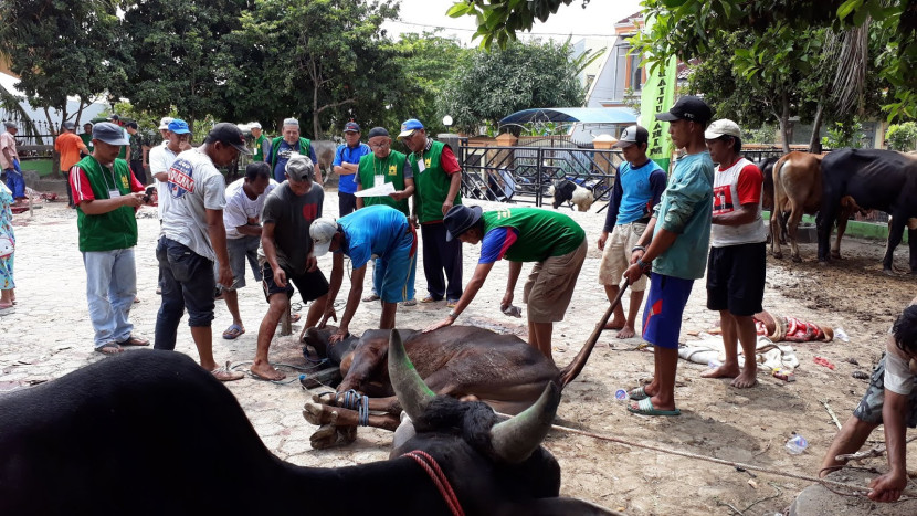 Proses penggulingan dan penyembelihan sapi kurban di sebuah masjid di Bandar Lampung, pada hari raya Idul Adha, beberapa tahun lalu. (Foto: SumatraLink.id/Mursalin Yasland)
