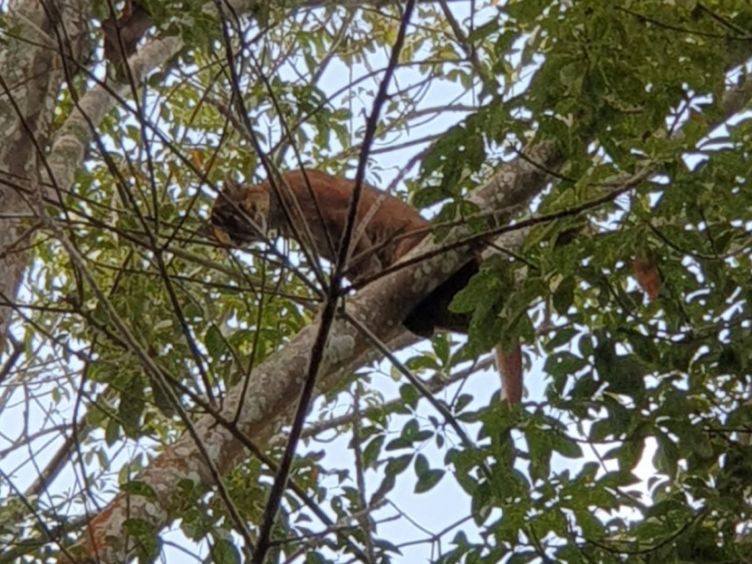 Seekor harimau bertengger di dahan pohon karet milik PTPN VII Lampung. (Foto: SumatraLink.id/PTPN VII)