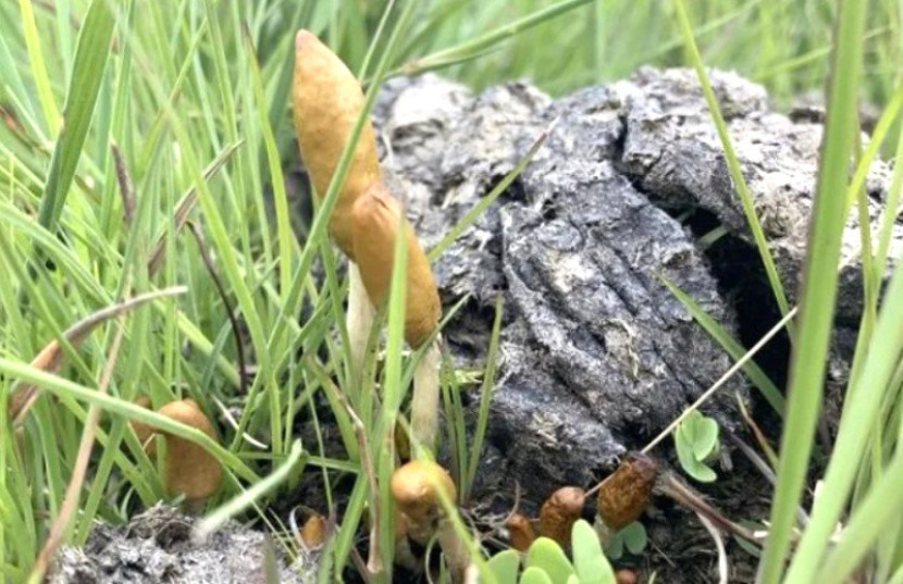 Psilocybe maluti ditemukan tumbuh di padang rumput pada kotoran sapi di provinsi Free State dan Kwa-Zulu Natal di Afrika Selatan, serta dataran tinggi Lesotho./Cullen Taylor Clark.