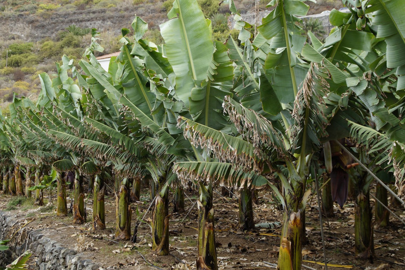 Pohon pisang / pixabay