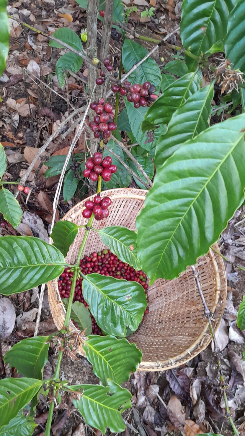 Kopi robusta dari petani Pagaralam yang kini tengah panen. (FOTO: FB Ahmad Nizom)