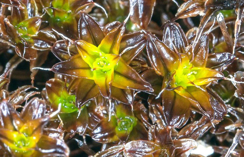  Syntrichia caninervis/wikimedia.org