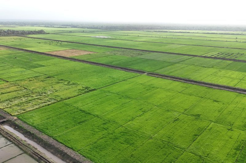 Hamparan sawah di Kabupaten Merauke, Papua Selatan. (Foto: Dok Ruzka Indonesia)