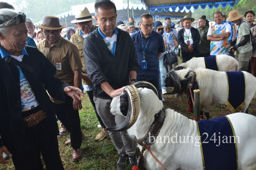 Pj Gubernur Jabar Bey Machmudin melihat domba garut pemenang kontes saat meninjau 'Kontes Ternak dan Expo Pangan 2024' di The Landen, Lembang, Kabupaten Bandung Barat, Rabu (24/7/2024). Foto: Edi Yusuf