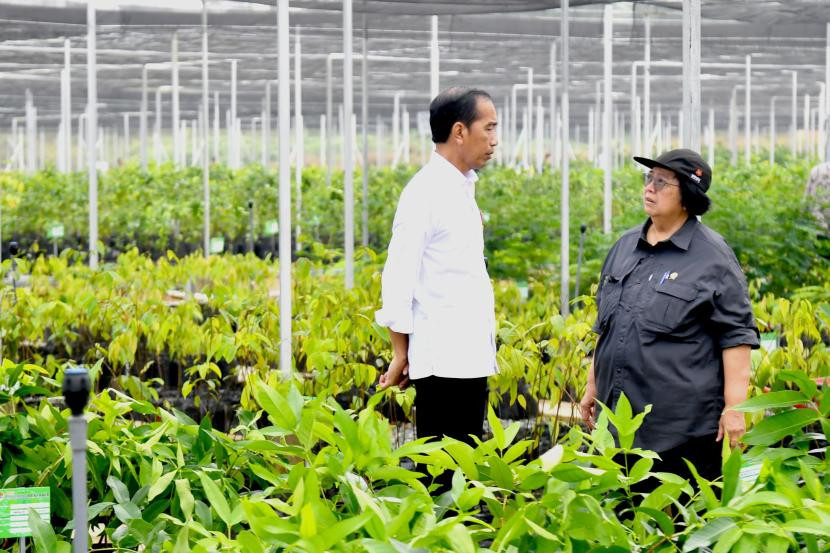 Jokowi dan Menteri Siti Nurbaya saat mengunjungi Mentawir IKN. (RepublikaP