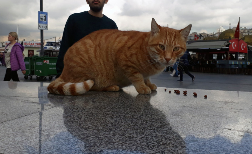 Kucing bermain bebas di pelabuhan Selat Bhoporus. (FOTO: Maspril Aries)