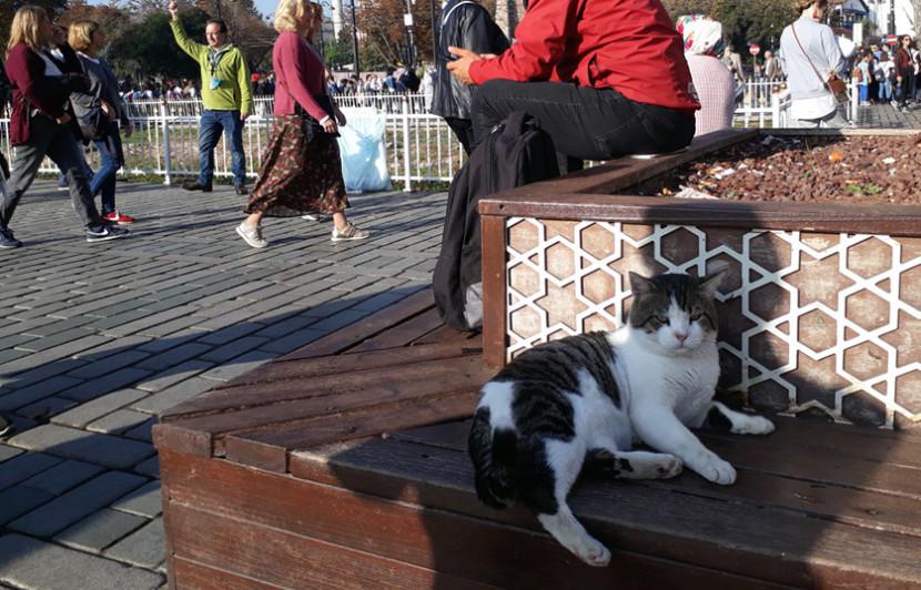 Seekor kucing tertidur di kursi taman Masjid Ayasofia. (FOTO: Maspril Aries)