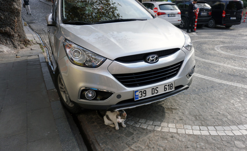 Seekor kucing berteduh di bawah mobil yang tengah parkir. (FOTO: Maspril Aries)