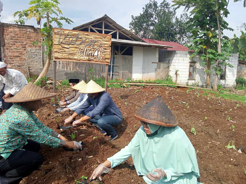 Upaya menanam sayuran di lahan pertanian warga di Kota Sukabumi (Ilustrasi).