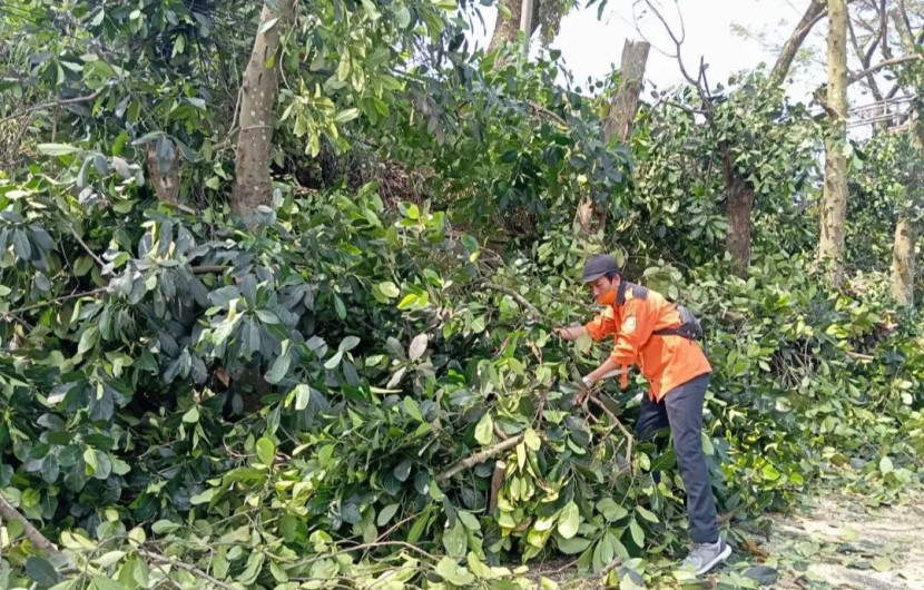 Petugas BPBD Kota Sukabumi mengevakuasi pohon tumbang akibat cuaca ekstrem pada Juli 2024.